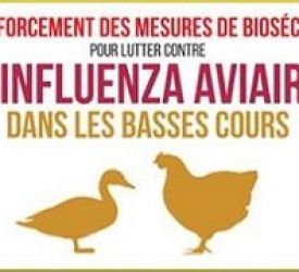 Risque influenza aviaire à Sacierges Risque influenza aviaire à Sacierges